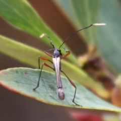 Enchoptera apicalis (Longhorn beetle) at Namadgi National Park - 24 Oct 2015 by HarveyPerkins