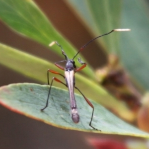 Enchoptera apicalis at Cotter River, ACT - 24 Oct 2015 12:24 PM