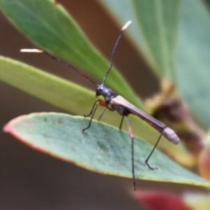 Enchoptera apicalis at Cotter River, ACT - 24 Oct 2015 12:24 PM