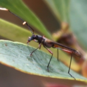 Enchoptera apicalis at Cotter River, ACT - 24 Oct 2015 12:24 PM