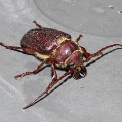 Sceleocantha glabricollis (Wattle root longicorn) at Kambah, ACT - 29 Dec 2009 by HarveyPerkins