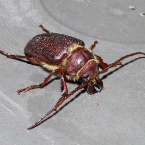 Sceleocantha glabricollis at Kambah, ACT - 29 Dec 2009 09:45 PM