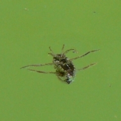 Notonectidae (family) at Kambah, ACT - 30 Dec 2009