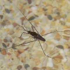 Gerridae (family) (Unidentified water strider) at Kambah, ACT - 29 Dec 2009 by HarveyPerkins