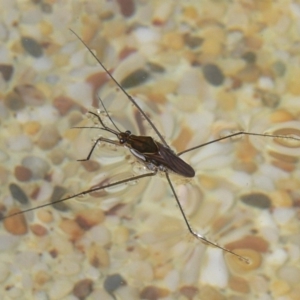 Gerridae (family) at Kambah, ACT - 30 Dec 2009