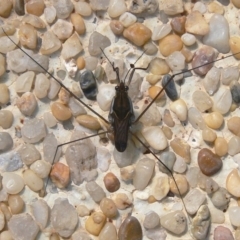 Gerridae (family) at Kambah, ACT - 30 Dec 2009