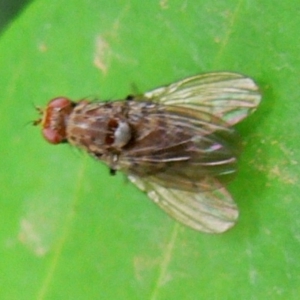 Lauxaniidae (family) at Kambah, ACT - 19 Dec 2009