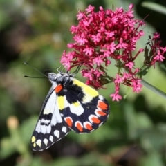 Delias aganippe (Spotted Jezebel) at Red Hill, ACT - 18 Dec 2010 by HarveyPerkins