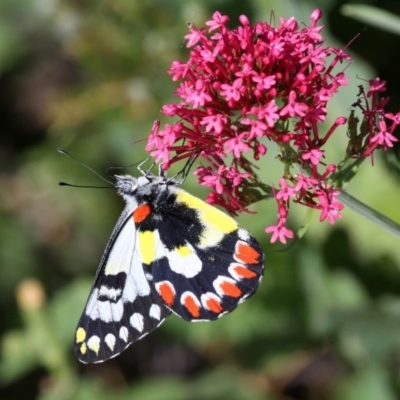 Delias aganippe (Spotted Jezebel) at Red Hill, ACT - 18 Dec 2010 by HarveyPerkins