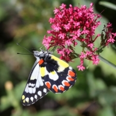 Delias aganippe (Spotted Jezebel) at Red Hill, ACT - 17 Dec 2010 by HarveyPerkins