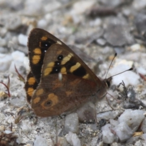 Argynnina cyrila at Cotter River, ACT - 24 Oct 2015