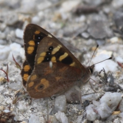 Argynnina cyrila (Forest brown, Cyril's brown) at Cotter River, ACT - 24 Oct 2015 by HarveyPerkins
