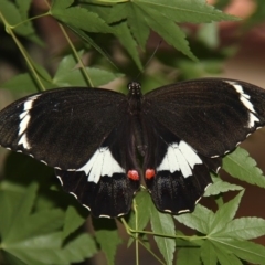 Papilio aegeus (Orchard Swallowtail, Large Citrus Butterfly) at Kambah, ACT - 15 Dec 2011 by HarveyPerkins