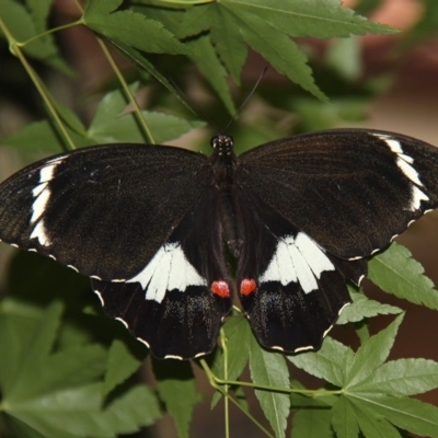 Papilio aegeus (Orchard Swallowtail, Large Citrus Butterfly) at Kambah, ACT - 16 Dec 2011 by HarveyPerkins