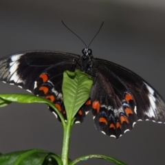 Papilio aegeus at Kambah, ACT - 16 Dec 2011 08:20 AM