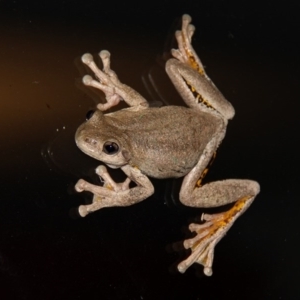 Litoria peronii at Kambah, ACT - 12 Dec 2011 10:40 PM