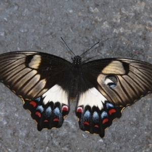 Papilio aegeus at Kambah, ACT - 13 Dec 2012