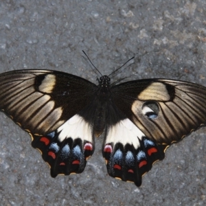 Papilio aegeus at Kambah, ACT - 13 Dec 2012 08:02 AM