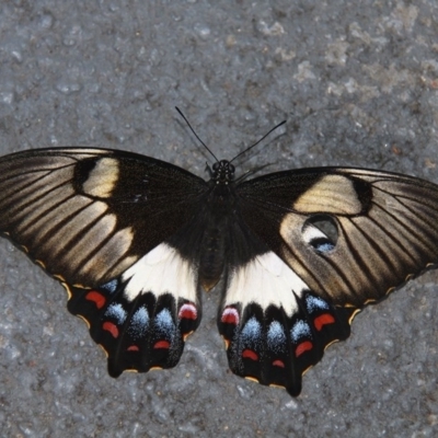 Papilio aegeus (Orchard Swallowtail, Large Citrus Butterfly) at Kambah, ACT - 13 Dec 2012 by HarveyPerkins