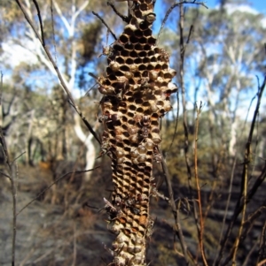 Ropalidia plebeiana at Belconnen, ACT - 22 Mar 2014