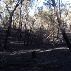 Ropalidia plebeiana at Belconnen, ACT - 22 Mar 2014 04:51 PM