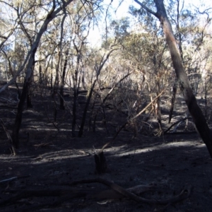 Ropalidia plebeiana at Belconnen, ACT - 22 Mar 2014