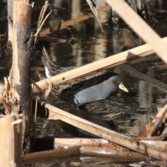 Porzana fluminea (Australian Spotted Crake) at Fyshwick, ACT - 7 Dec 2012 by HarveyPerkins