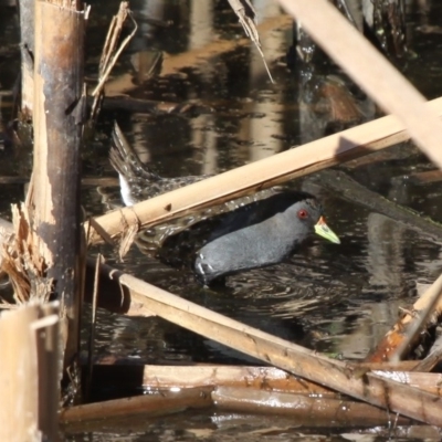 Porzana fluminea (Australian Spotted Crake) at Fyshwick, ACT - 8 Dec 2012 by HarveyPerkins