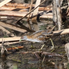 Zapornia pusilla (Baillon's Crake) at Fyshwick, ACT - 8 Dec 2012 by HarveyPerkins