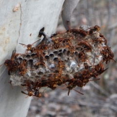 Polistes (Polistella) humilis (Common Paper Wasp) at Aranda, ACT - 10 Mar 2016 by CathB