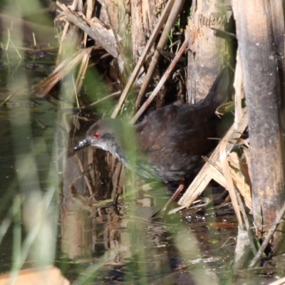 Zapornia tabuensis (Spotless Crake) at Fyshwick, ACT - 8 Dec 2012 by HarveyPerkins