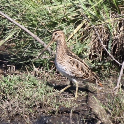 Gallinago hardwickii (Latham's Snipe) at Fyshwick, ACT - 7 Dec 2012 by HarveyPerkins