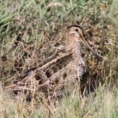 Gallinago hardwickii (Latham's Snipe) at Jerrabomberra Wetlands - 7 Dec 2012 by HarveyPerkins