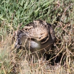 Gallinago hardwickii at Fyshwick, ACT - 8 Dec 2012