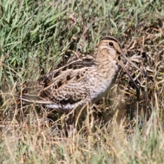 Gallinago hardwickii at Fyshwick, ACT - 8 Dec 2012