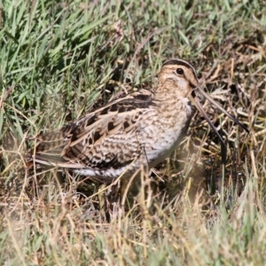 Gallinago hardwickii at Fyshwick, ACT - 8 Dec 2012