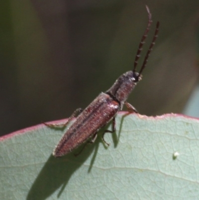 Elateridae (family) (Unidentified click beetle) at Cotter River, ACT - 17 Jan 2016 by HarveyPerkins