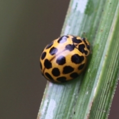 Harmonia conformis (Common Spotted Ladybird) at Australian National University - 29 Mar 2015 by HarveyPerkins