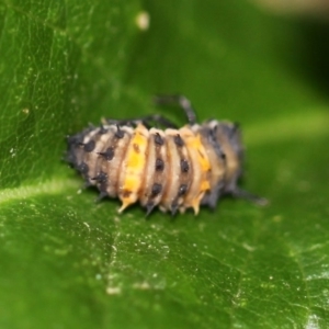 Harmonia conformis at Kambah, ACT - 17 Nov 2014 06:32 PM