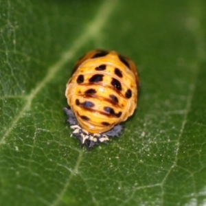 Harmonia conformis at Kambah, ACT - 17 Nov 2014 06:32 PM