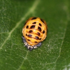 Harmonia conformis at Kambah, ACT - 17 Nov 2014