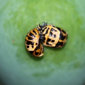 Harmonia conformis at Kambah, ACT - 17 Nov 2014