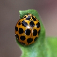 Harmonia conformis at Kambah, ACT - 17 Nov 2014 06:32 PM