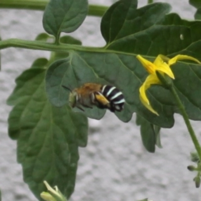 Amegilla (Zonamegilla) asserta (Blue Banded Bee) at Kambah, ACT - 27 Jan 2013 by HarveyPerkins