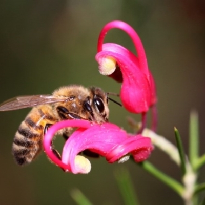 Apis mellifera (European honey bee) at Kambah, ACT - 19 Sep 2014 by HarveyPerkins