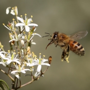 Apis mellifera at Tennent, ACT - 26 Dec 2014