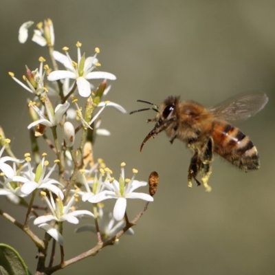 Apis mellifera (European honey bee) at Tennent, ACT - 26 Dec 2014 by HarveyPerkins