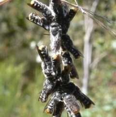 Megachile sp. (several subgenera) (Resin Bees) at Rendezvous Creek, ACT - 4 Nov 2008 by HarveyPerkins