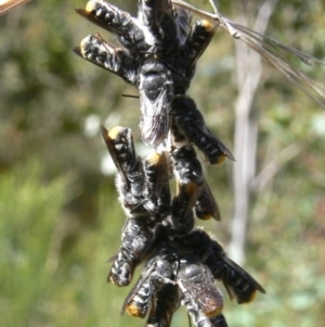 Megachile sp. (several subgenera) at Rendezvous Creek, ACT - 4 Nov 2008