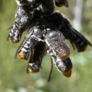 Megachile sp. (several subgenera) at Rendezvous Creek, ACT - 4 Nov 2008 09:18 AM